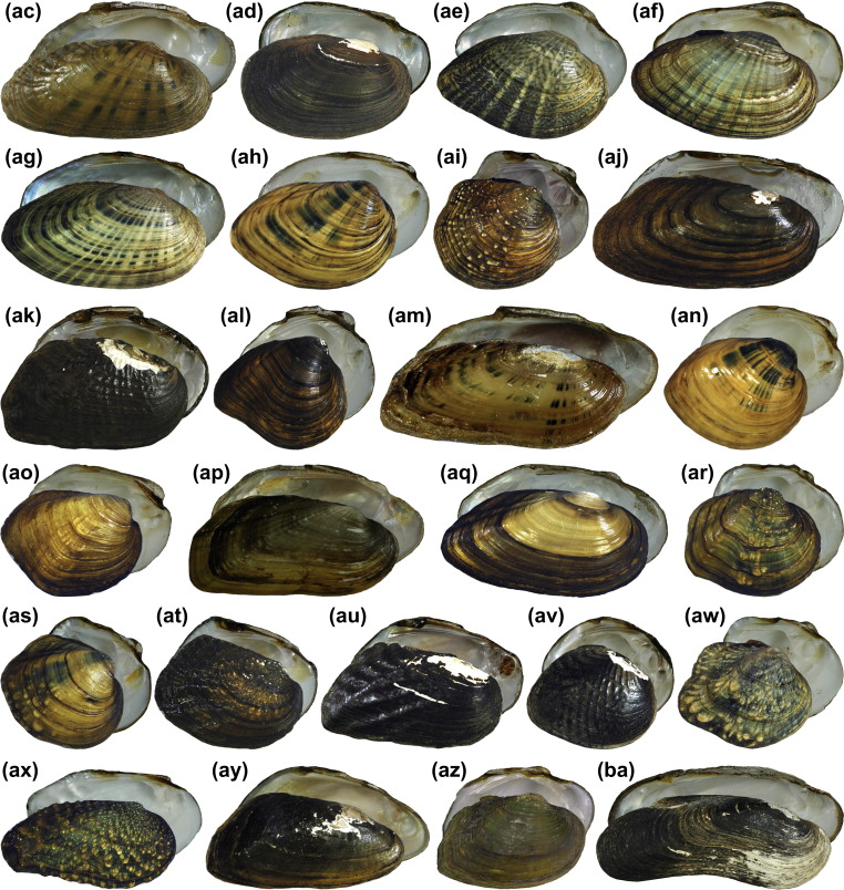 <p>Phylum Mollusca: Class Bivalia</p>
