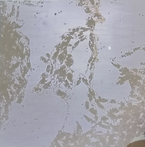 <ol><li><p>cell name</p></li><li><p>specific example</p></li></ol><p></p>