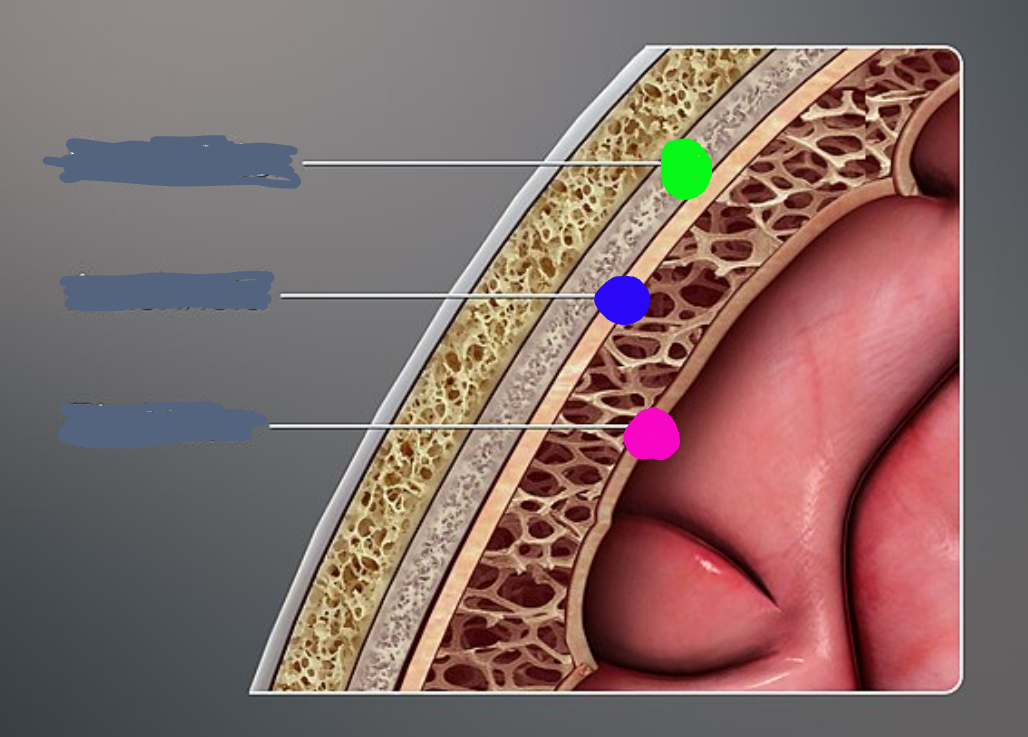 <p>What is the blue dot pointing to on the meninges. </p>