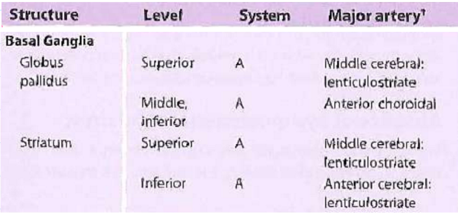 <p>Structure: Globus pallidus - Striatum</p><p>Level: Superior, Middle Inferior - Superior, Inferior</p><p>System: A, A - A, A</p><p>Major Artery: Middle cerebral lenticulostriate, Anterior choroidal - Middle cerebral lenticulostriate, Anterior cerebral lenticulostriate</p>