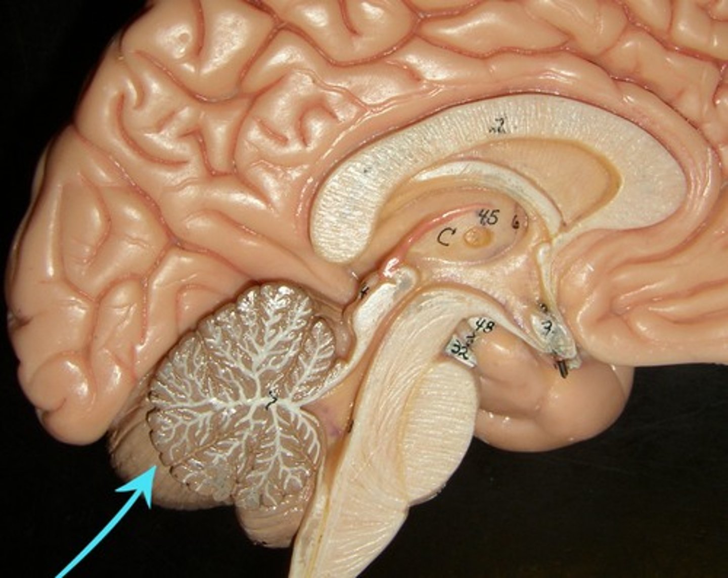 <p>One of the three major subdivisions of the brain, sometimes called the "little brain"; coordinates the various activities of the brain, particularly fine body movements.</p>