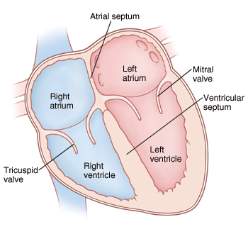 <p>Right Atrium</p><p>Left Atrium</p><p>Right Ventricle</p><p>Left Ventricle</p>