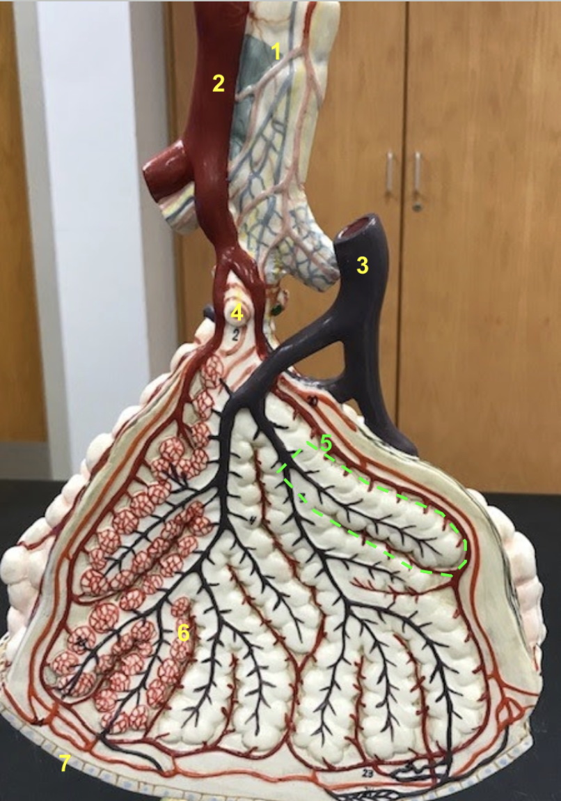 <p></p><p>1. Intrapulmonary bronchus</p><p>2. Pulmonary vein branch</p><p>3. Pulmonary artery branch</p><p>4. Terminal bronchiole</p><p>5. Alveolar duct</p><p>6. Alveolus with pulmonary capillaries</p><p>7. Visceral pleura</p>