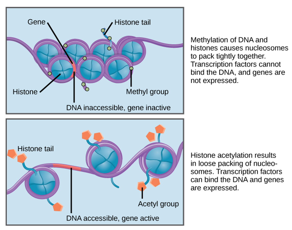 <p>Involves the addition of a methyl (CH<sub>3</sub>) group to cytosine bases:</p><ul><li><p>silences a gene or sequence of genes → causes nucleosomes to pack more tightly together, meaning the gene is less accessible</p></li><li><p>prevents transcription factors from binding therefore, gene transcription is suppressed</p></li></ul><p></p>
