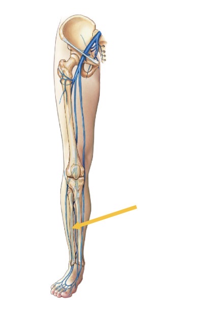<p>Name the structure</p>
