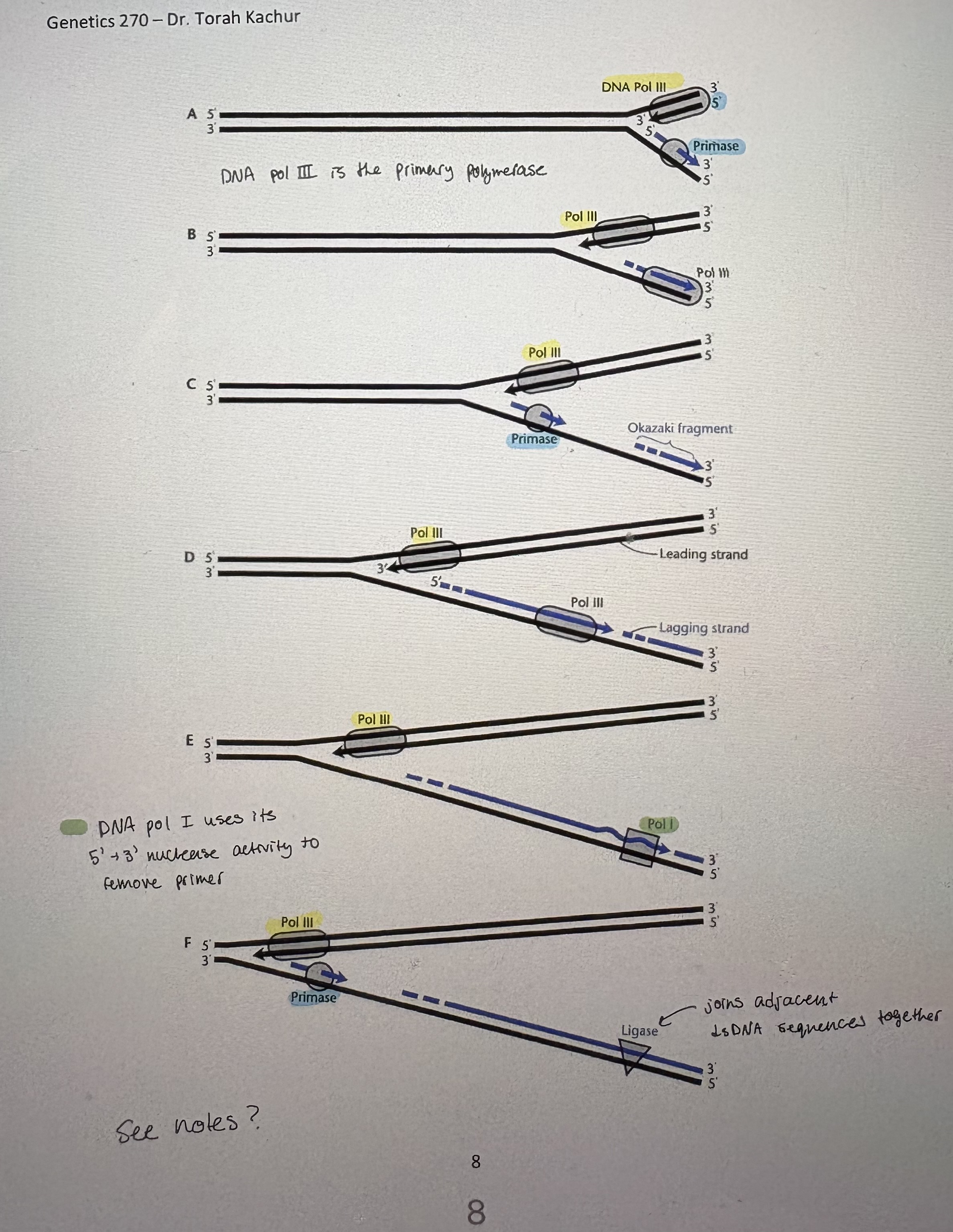 <p>Discontinous replication </p>