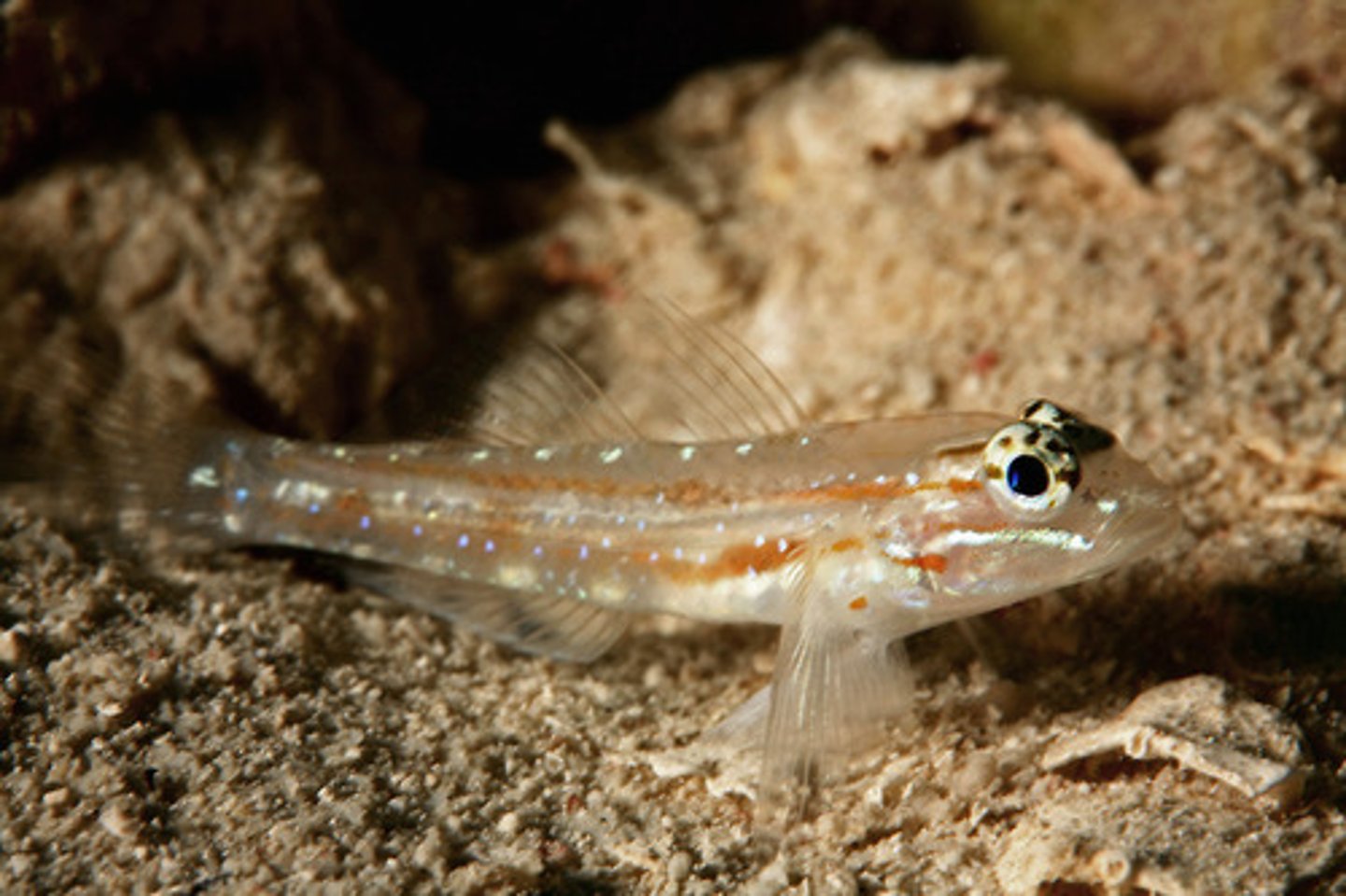 <p>Coryphopterus neophytus</p>