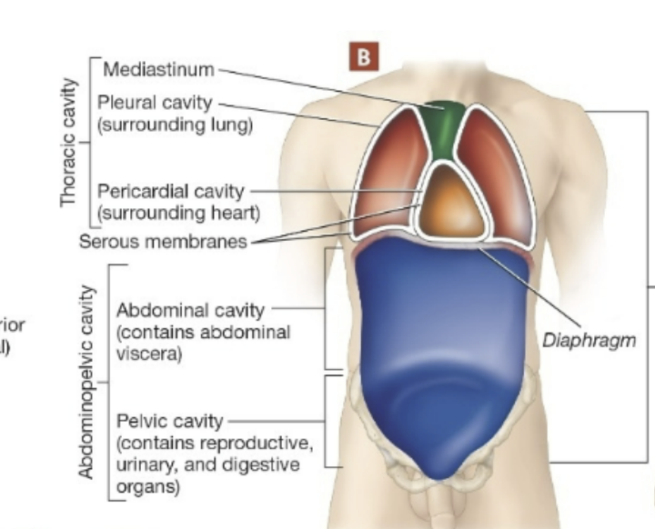 <p>what sub-cavities comprise the <strong>ventral</strong> body cavity </p>
