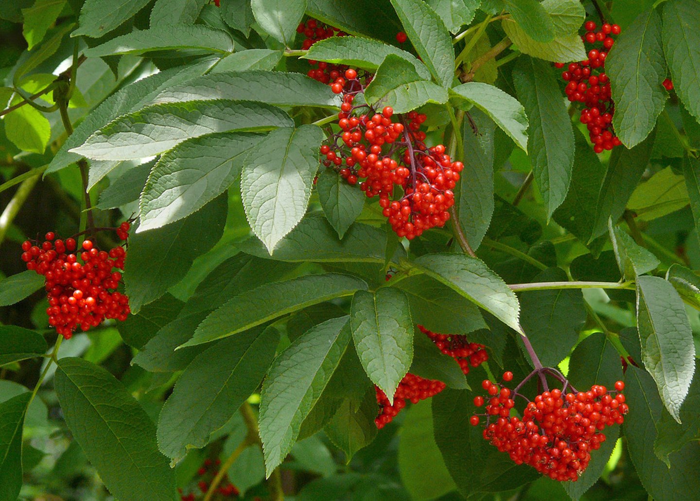 <p>Sambucus racemosa</p>