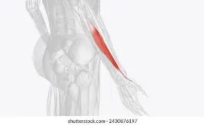 <p>Abducts and extends thumb</p>