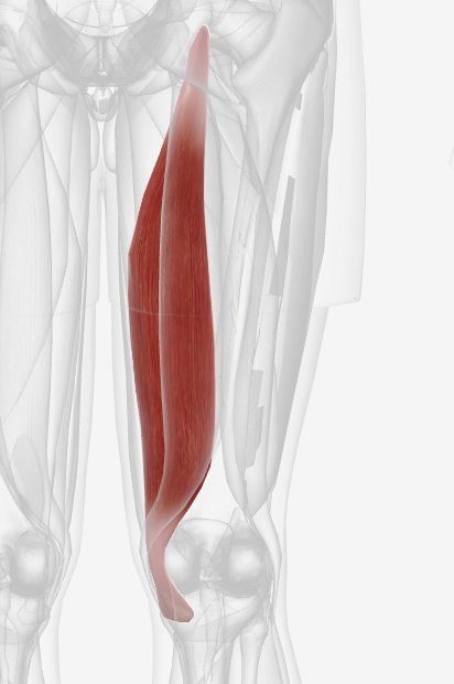 <p>Which muscle is this? (right)</p>