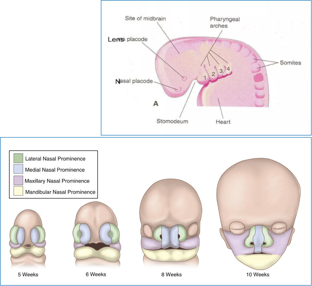 <p>face and neck embryology</p>