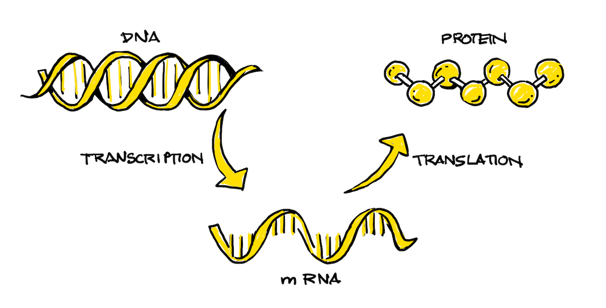 <p>DNA → transcription → mRNA → translation → protein.</p>