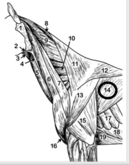 <p>DONT HAVE TO ID</p>