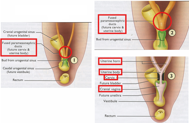 <p>describe female tract develppment</p>