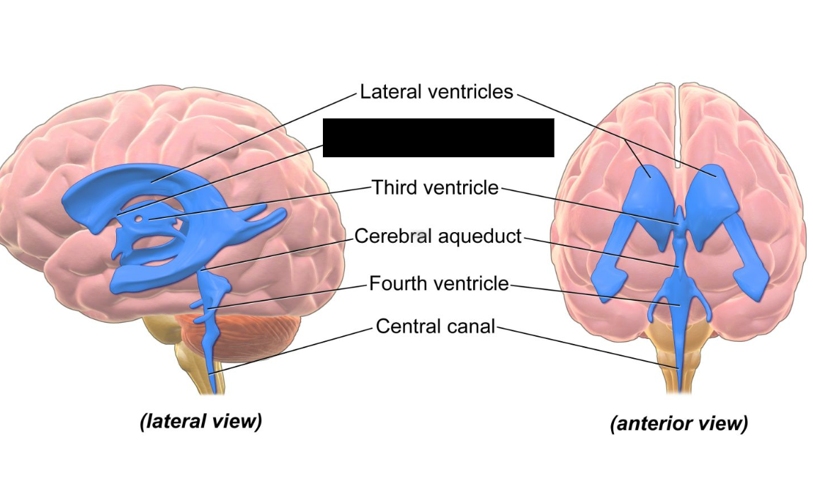 <p>paired, slit-like channels in the brain that connect the two lateral ventricles to the third ventricle<span>. They are a critical component of the brain's ventricular system, allowing cerebrospinal fluid (CSF) to flow and circulate. </span><br></p>