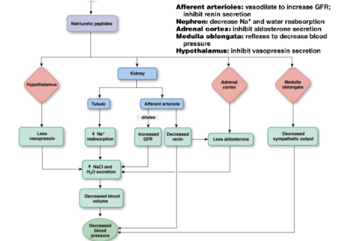 <p>it increases salt and water excretion (thus decreasing blood volume) it does this through many mechanisms shown in the image. ANP is released in response to increased atrial stretch detected by low pressure baroreceptors</p>