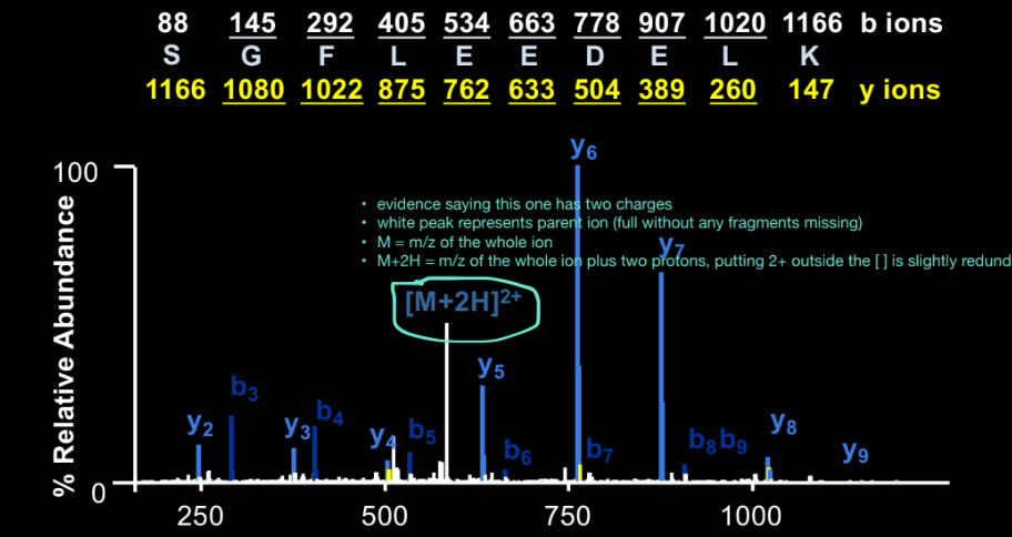 <ul><li><p>the intact peptide (original ion, without any fragments missing)</p></li><li><p>M= m/z + 2 protons → we have the whole peptide + 2 protons (2+ charge state)</p></li><li><p>seeing it means fragmentation was incomplete, but it’s useful because it confirms expected peptide mass</p></li></ul><p></p>