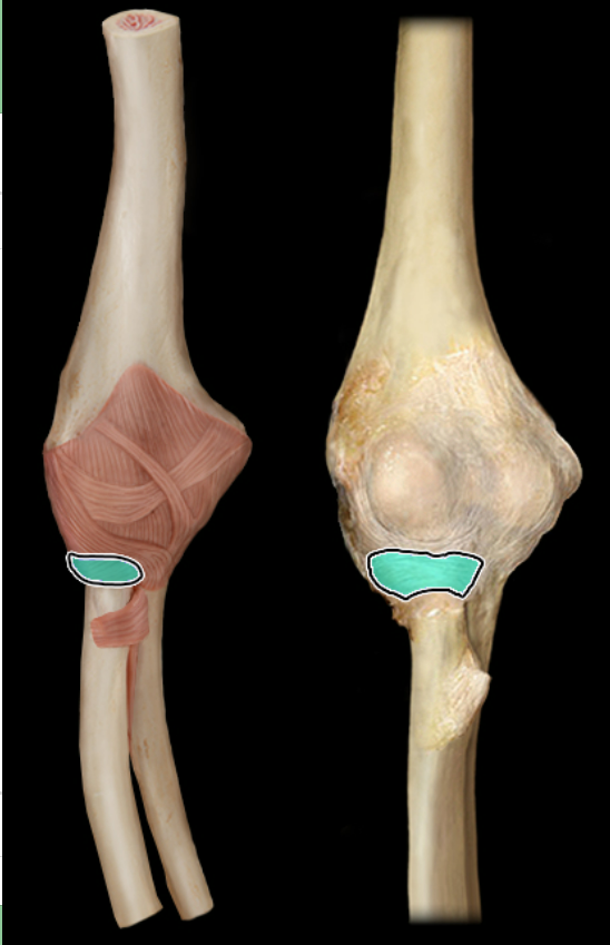 <p>anterior</p>