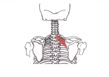 <p>Romboide menor</p>
