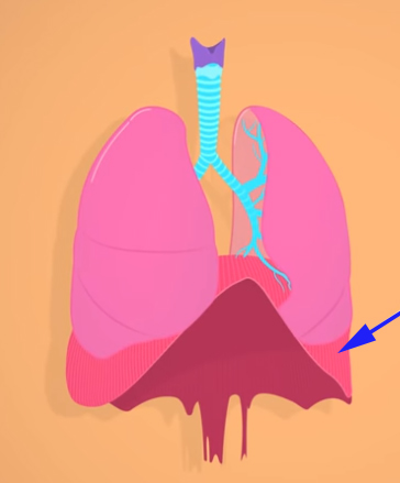 <p><span>This structure separates your _________________ from your abdomen.</span></p>