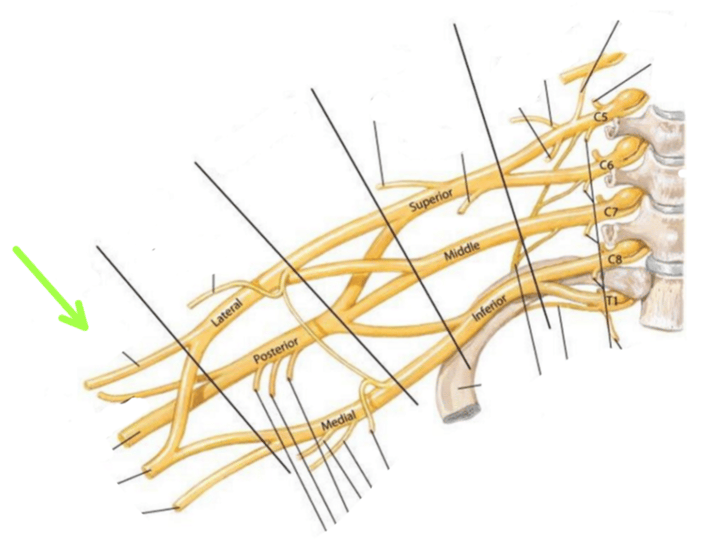 <p>Identify the structure indicated by the arrow</p>