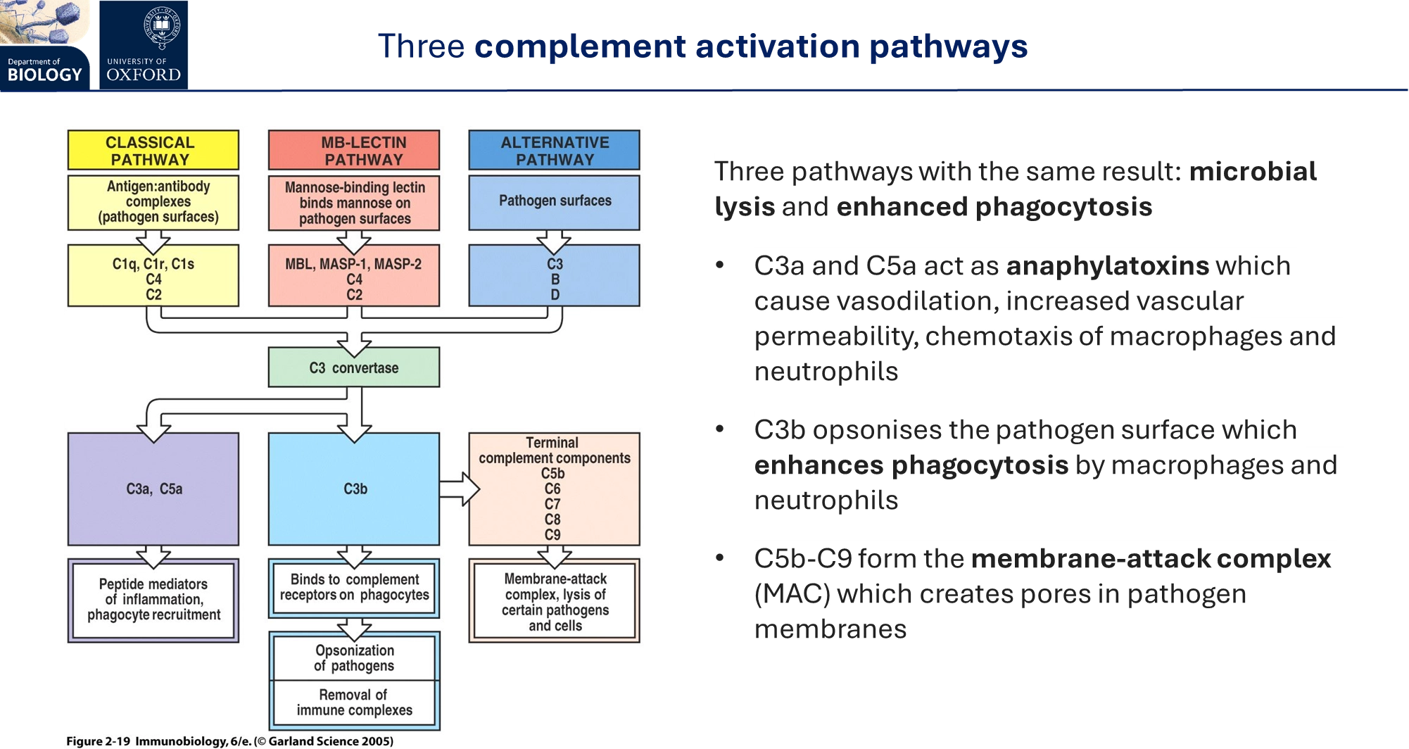 <ul><li><p>a system of <strong>plasma proteins</strong> that <strong>complement </strong>the <strong>innate </strong>immune response</p></li></ul><p>they have three activation pathways:</p><ul><li><p><strong>classical </strong>pathway (requires adaptive immunity)</p></li><li><p><strong>lectin</strong> pathway</p></li><li><p><strong>alternative </strong>pathway</p></li></ul><p></p><p>each of these pathways triggers <strong>microbial lysis</strong> by forming a <strong>membrane-attack complex</strong>, and increased <strong>phagocytosis </strong>by <strong>opsonisation </strong>and triggering <strong>inflammation </strong></p><p></p>