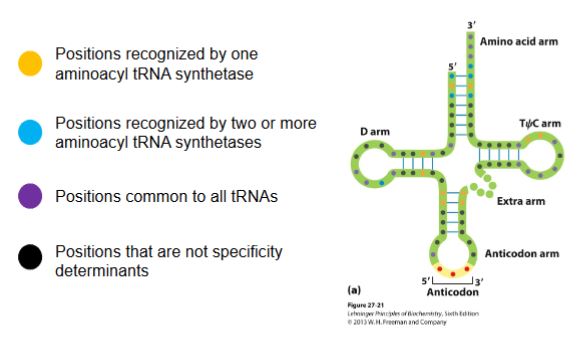 <p>Specific nucleotide identity elements.</p>