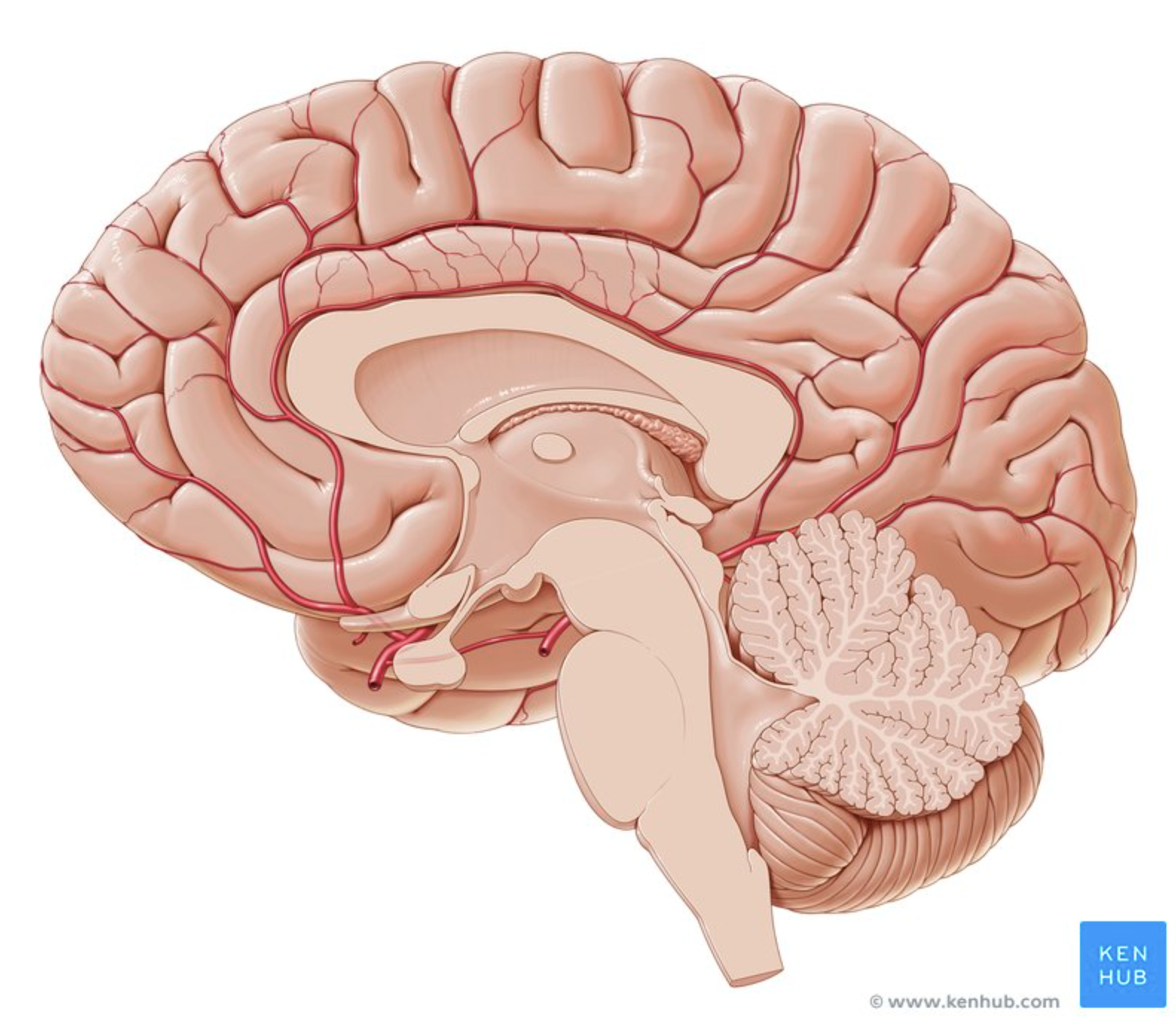 <p>Located between the cerebrum and spinal cord. </p><p>Connects the brain to the spinal cord and controls vital functions such as breathing, heart rate, blood pressure, and consciousness.</p>