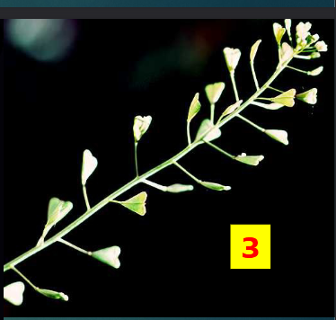 <p><span>a type of</span><br><span>silique that is about as</span><br><span>long as wide (also</span><br><span>Brassicaceae only)</span></p>