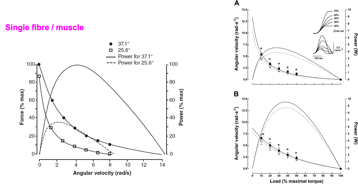 <ul><li><p><span><span>Velocity at which muscle is contracting</span></span></p></li><li><p><span><span>If muscle is contracting at slow velocity, the cross bridges can attach very readily and produce a lot of force</span></span></p></li><li><p><span><span>If that velocity increases, the cross bridges cannot attach as quickly because we're not able to produce as much force because of the velocity of action</span></span></p></li><li><p><span><span>At the level of single muscles, in concentric actions, we typically see this sort of relationship with an exponential decay, whereby the force is very large, with very low velocity, and then with an exponential decay function, it progressively decreases</span></span></p></li><li><p><span><span>You can alter this acutely in two ways:</span></span></p></li><li><p><span><span>Enhancing the temperature of the muscle</span></span></p></li><li><p><span><span>Small contraction beforehand or warm up</span></span></p></li><li><p><span><span>Only applies to concentric actions</span></span></p></li></ul><p></p>
