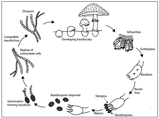 <p>a class of fungi that produce sexual spores on a basidium</p>