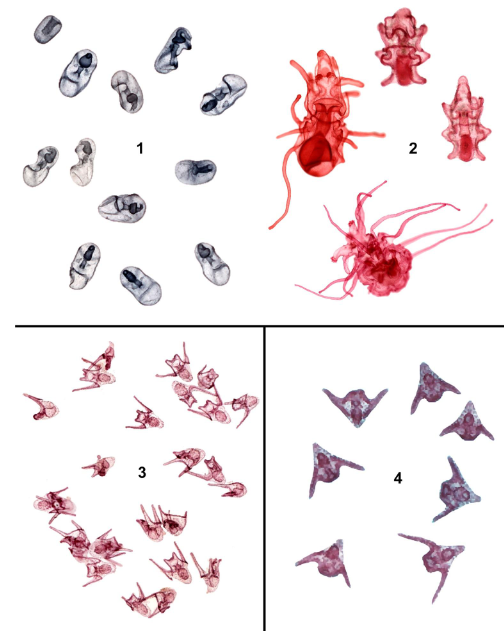 <p>label the larva stages</p>