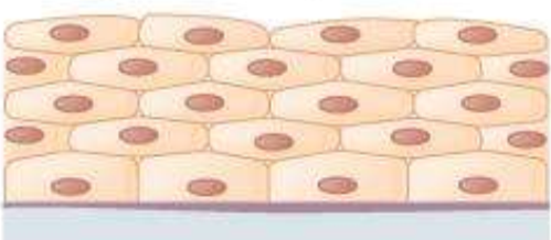 <p>What type of tissue is this?</p>