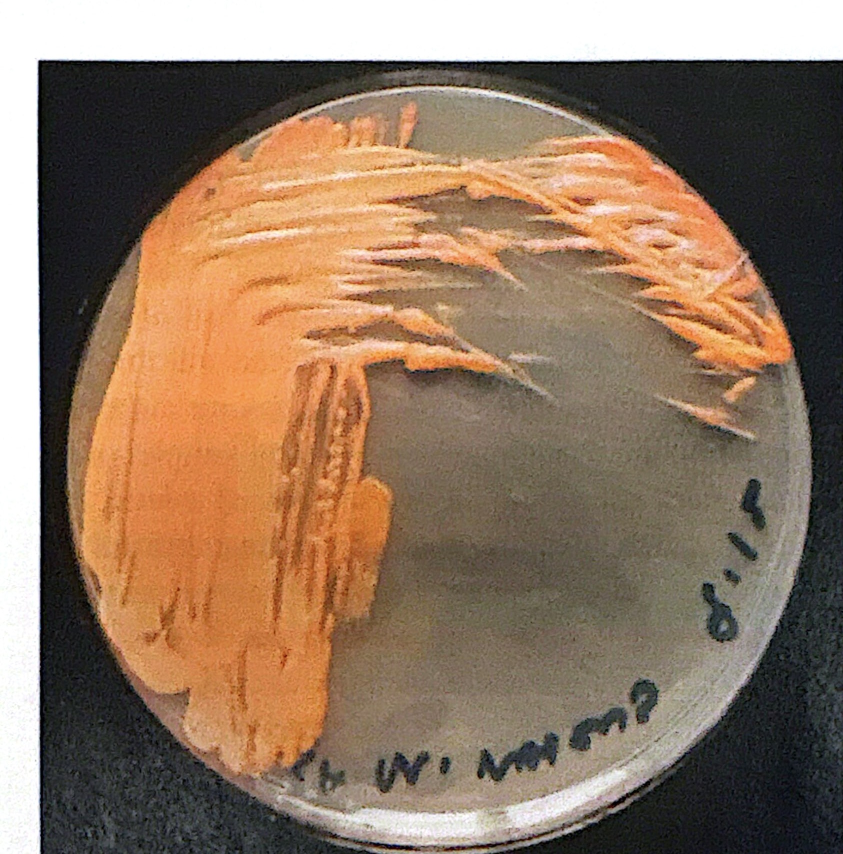 <p>Red-orange pigment. specific example produces pink colonies </p>
