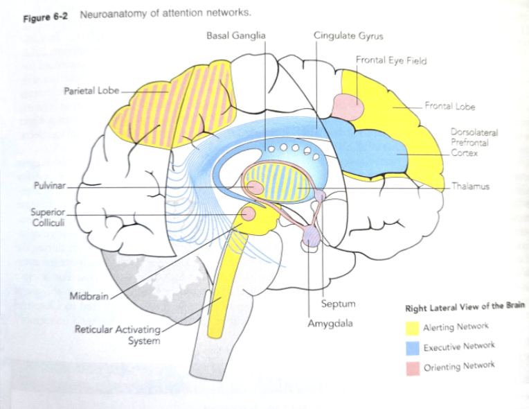 <p><mark data-color="#f3ff55" style="background-color: rgb(243, 255, 85); color: inherit;">alerting:</mark> controls sustained attention and vigilance</p><p><mark data-color="#ffa7fa" style="background-color: rgb(255, 167, 250); color: inherit;">orienting</mark>: responsible for selecting and prioritizing incoming sensory info</p><p><span style=""><mark data-color="#00f2fe" style="background-color: rgb(0, 242, 254); color: inherit;">executive control</mark></span>: exerting volitional control over attention processes, monitoring, resolving conflict</p>