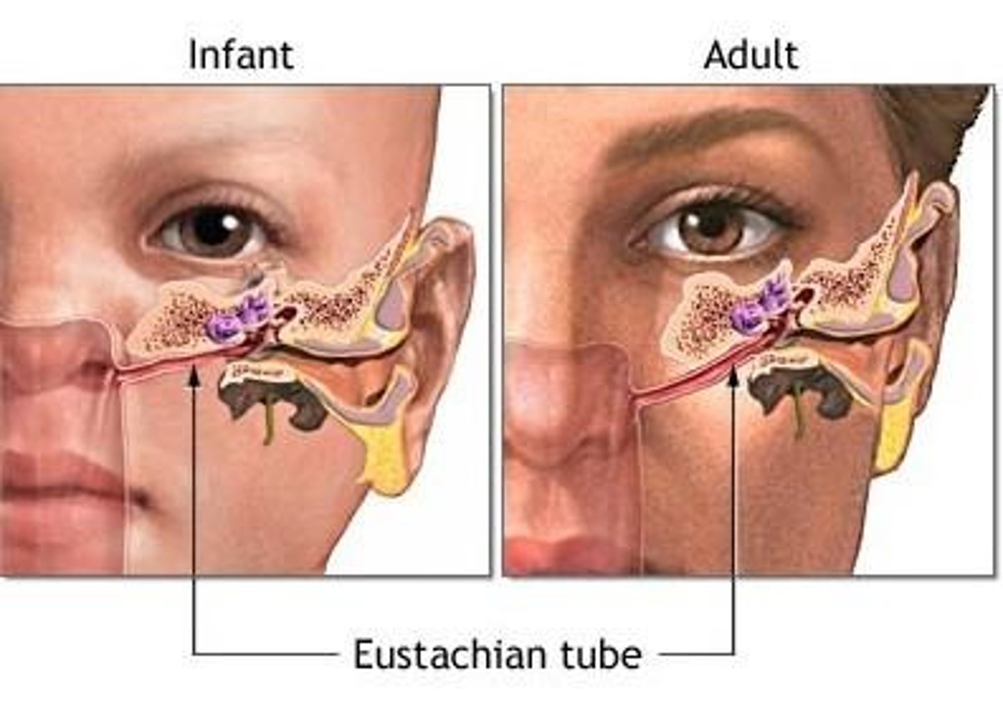 <p>Lead from middle ear to nasal cavity and throat</p>
