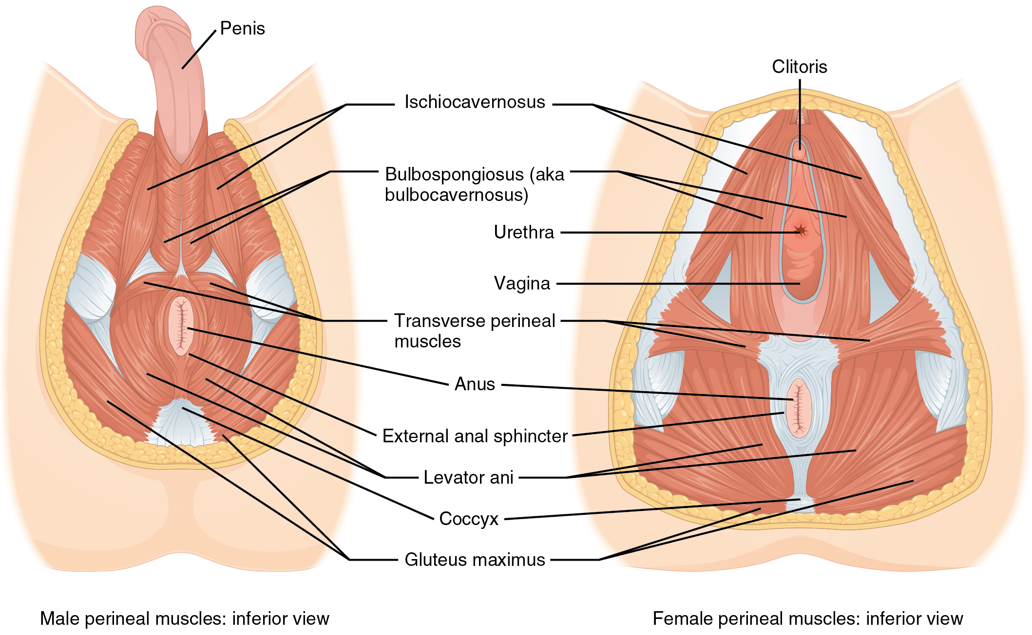 <ul><li><p>piriformis</p></li><li><p>coccygeus</p></li><li><p>levator ani muscle</p><ul><li><p>pubococcygeus</p></li><li><p>iliococcygeus</p></li><li><p>puborectalis</p></li></ul></li><li><p>obturator internus</p></li></ul><p></p><ul><li><p>external anal sphincter</p></li><li><p>superficial transverse perineal muscle</p></li><li><p>deep transverse perineal muscle</p></li><li><p>bulbospongiosus muscle</p></li><li><p>ischiocavernosus muscle</p></li><li><p>femal external urethral sphincter:</p><ul><li><p>compressor urethrae</p></li><li><p>sphincter urethrovaginalis</p></li><li><p>female external urethral sphincter (proper)</p></li></ul></li></ul><p></p>