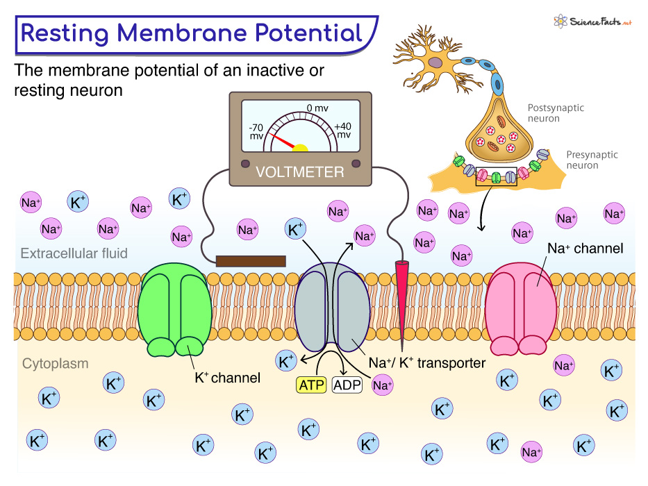 <p>What 4 things are most important in establishing resting membrane potential?</p>