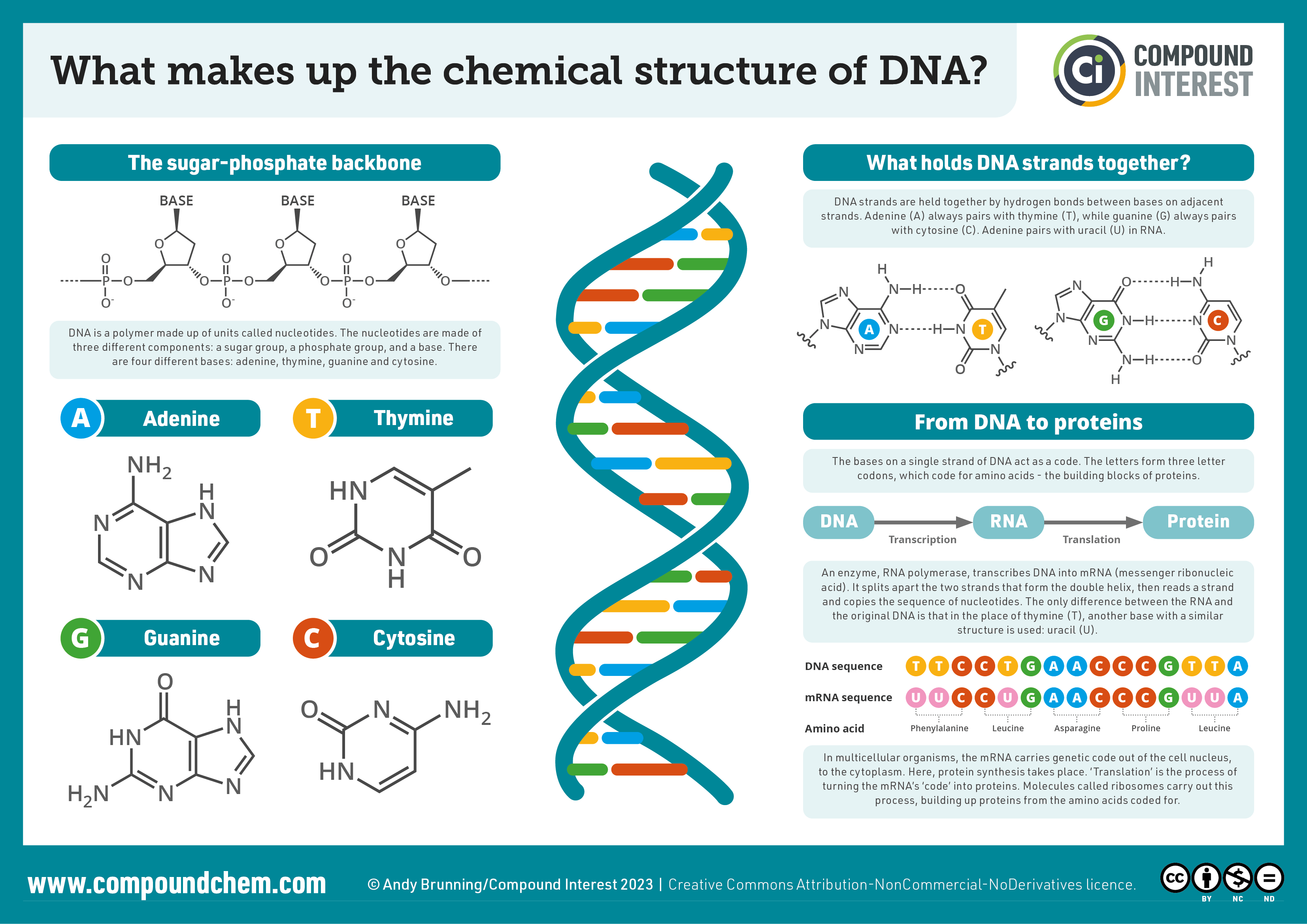 <p>DNA (deoxyribonucleic acid)</p>