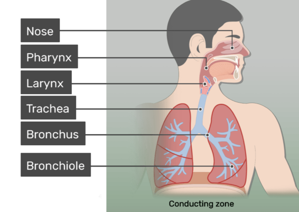 <p>Includes the organs and structures that transport air to the lungs but are not directly involved in gas exchange</p><p></p>