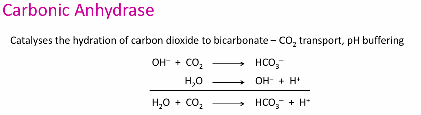 <p>Carbonic anhydrase: CO2 transport and pH buffer (CO2 ⇌ HCO3–)</p><p>Phenomenal turnover rate of 106 s–1 (pH 9 and 25 °C)</p>