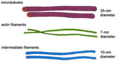 <p>tough fibers that give strength to cells and connect cells to each other, rope like structure, helps the ECM</p>
