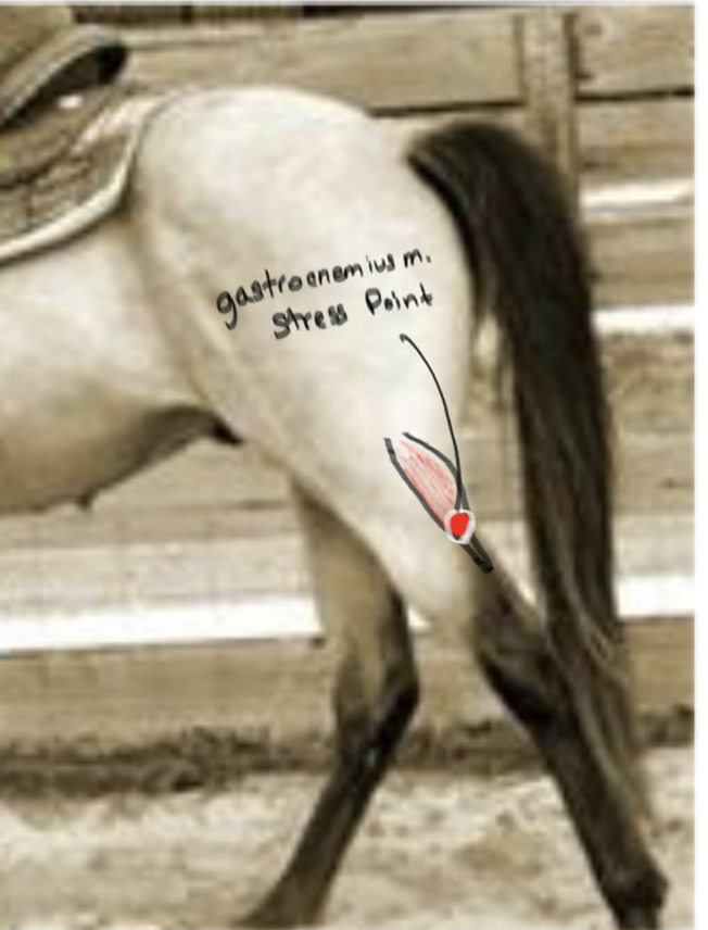 <p>Gastrocnemius muscle; flexes stifle and contributes to abduction of hind leg. </p>