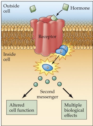 <p>peptide hormone action is relatively _______(effects on order of ms to min)</p>