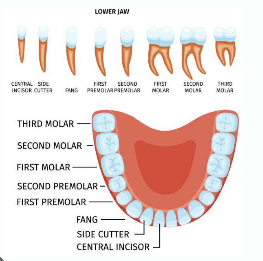 <p>where is the lower teeth located?</p>