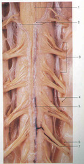 <p>Denticulate ligaments; side movement</p>