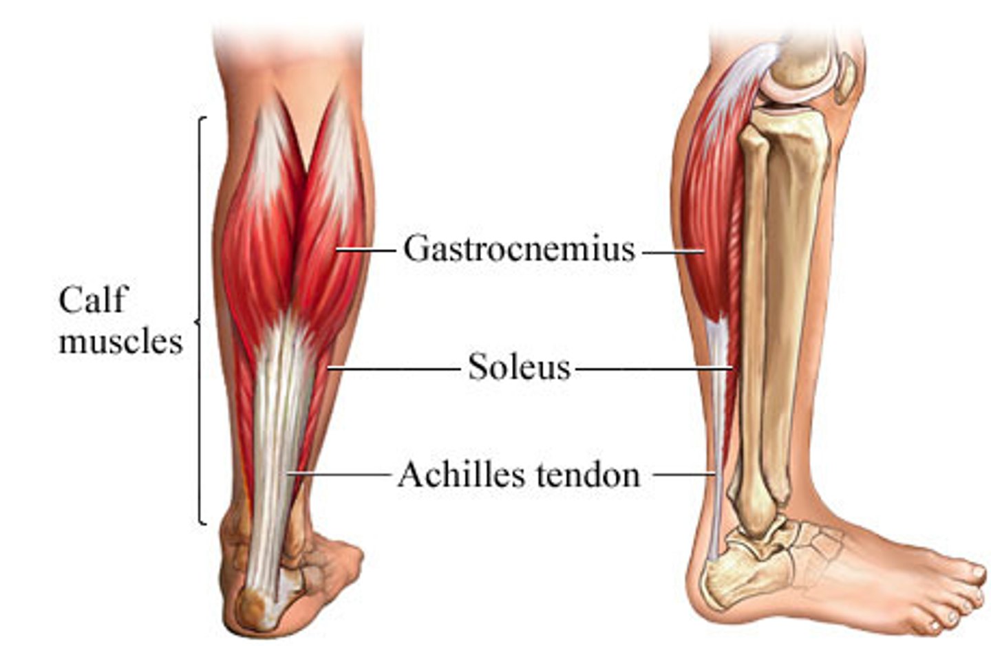 <p>Soleus</p>