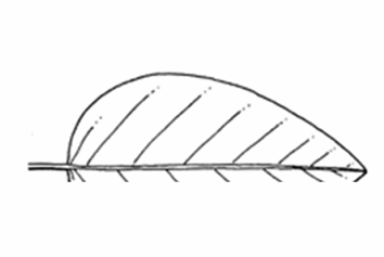 <p>A leaf margin that is smooth and continuous, without teeth or lobes.</p>