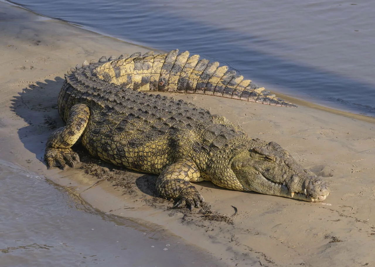 <p>Alligator</p>